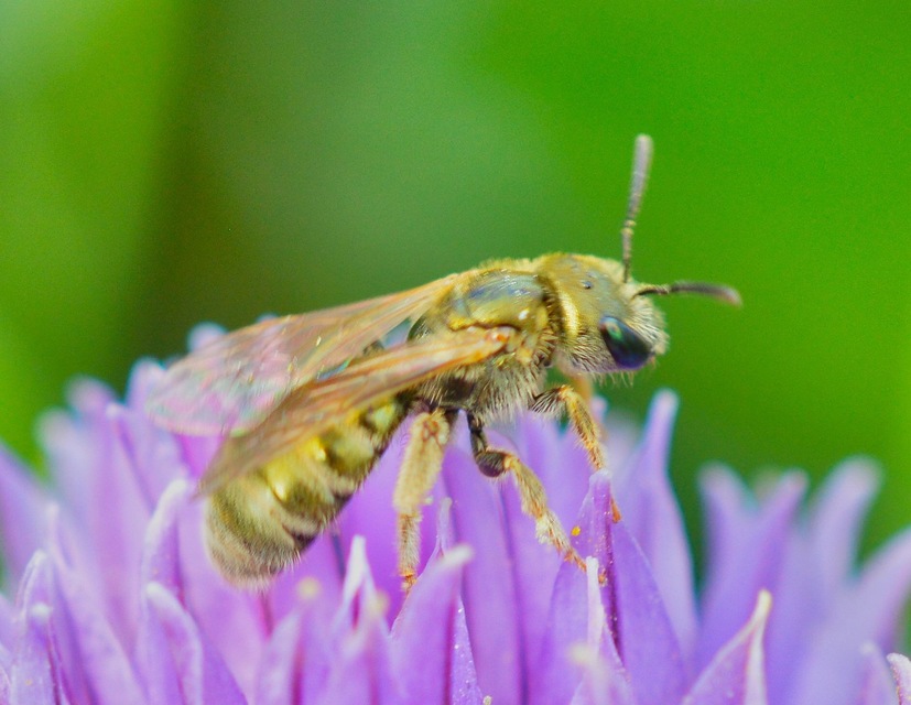 Hymenoptera - Hártyásszárnyúak