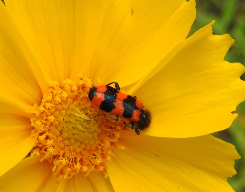 Trichodes apiarius - szalagos méhészbogár