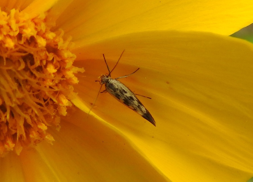 Scythris limbella - parajfonó zöldmoly