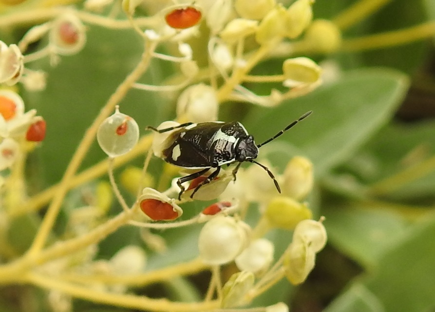 Eurydema oleracea - paréjpoloska Eurydema oleracea - paréjpoloska
