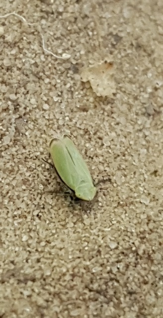 Tettigometridae - bőröskabócák