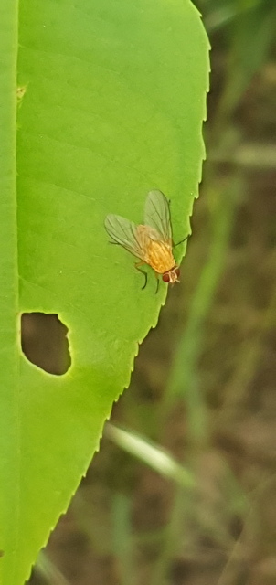 Phaonia pallida