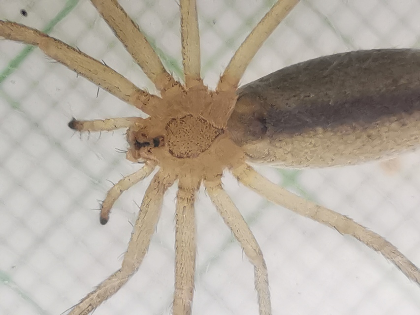 Tibellus
