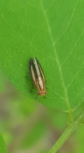 Peplomyza