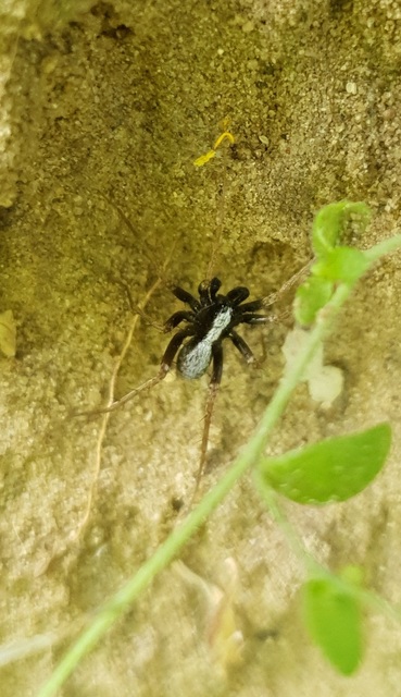 Pardosa alacris/lugubris