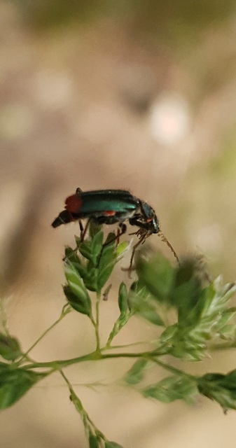 Malachius bipustulatus - kétfoltos bibircsesbogár