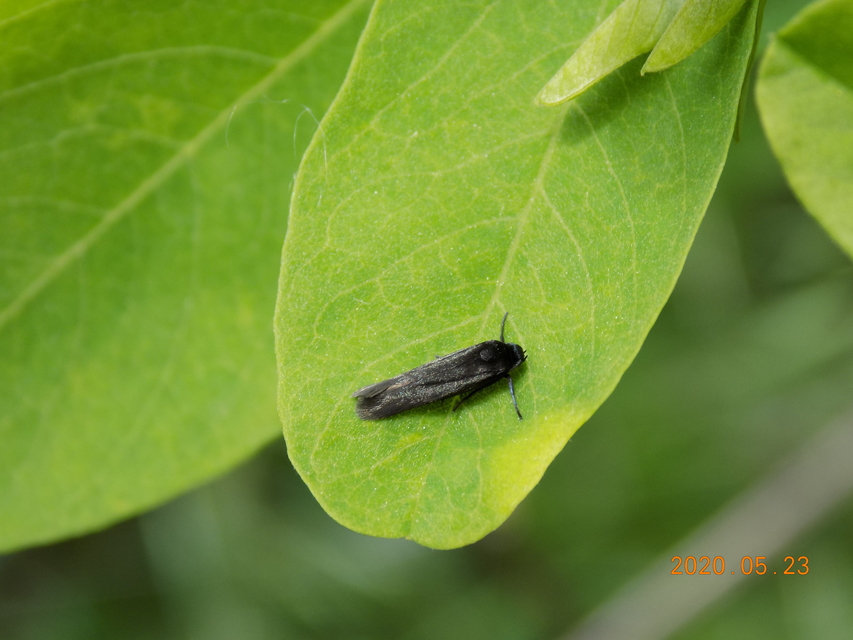 Scythris