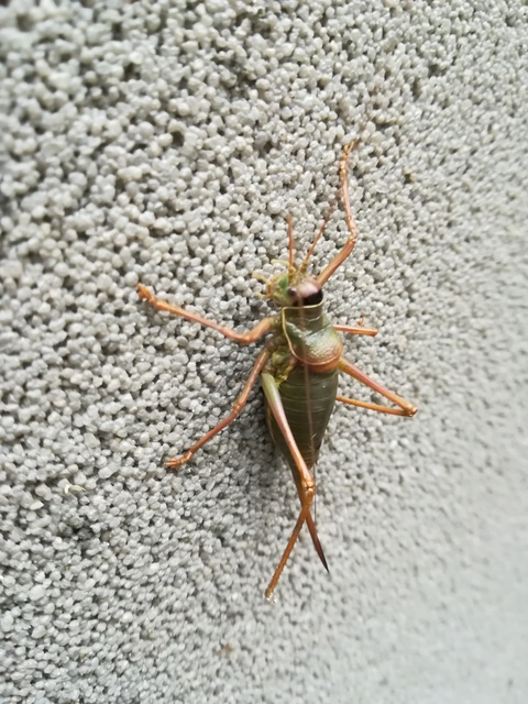 Ephippiger ephippiger - nyergesszöcske