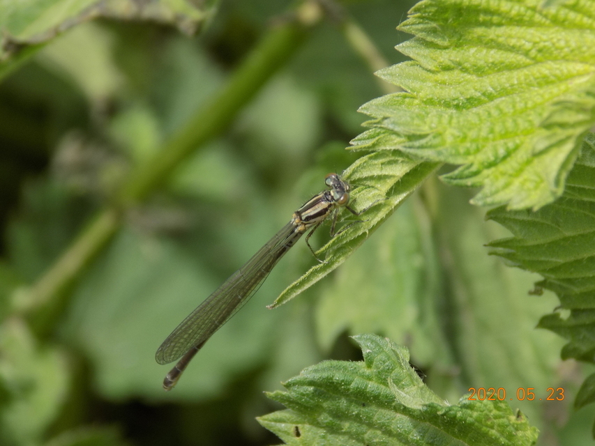 Coenagrion puella - azúrkék légivadász