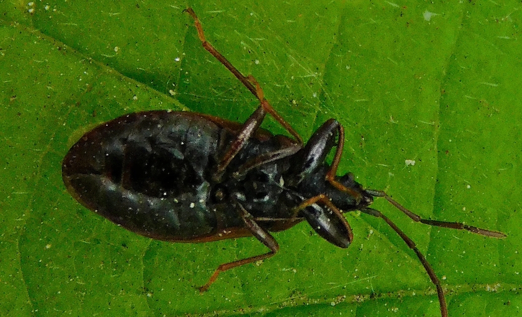 Gastrodes grossipes - lapos bodobács