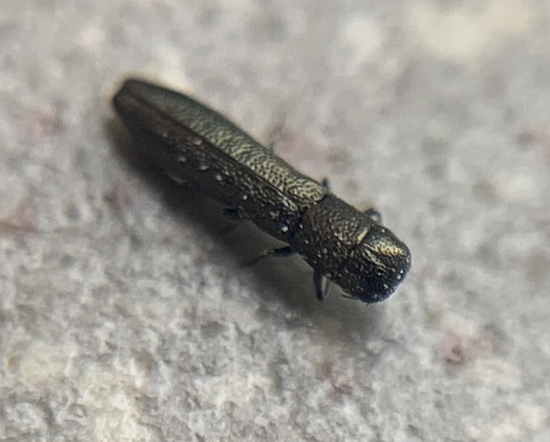 Cylindromorphus filum - nagyfejű hengerdíszbogár