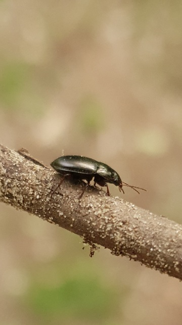 Amara convexior - erdei közfutó Amara convexior - erdei közfutó
