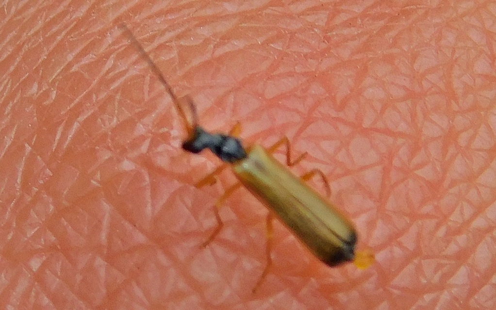 Rhagonycha lignosa - cserjés-lágybogár