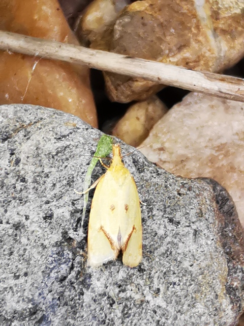 Agapeta hamana - közönséges sárgamoly