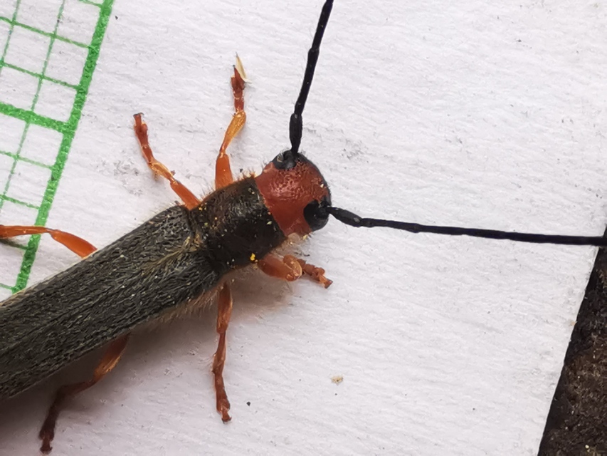 Oberea erythrocephala - pirosfejű kutyatejcincér