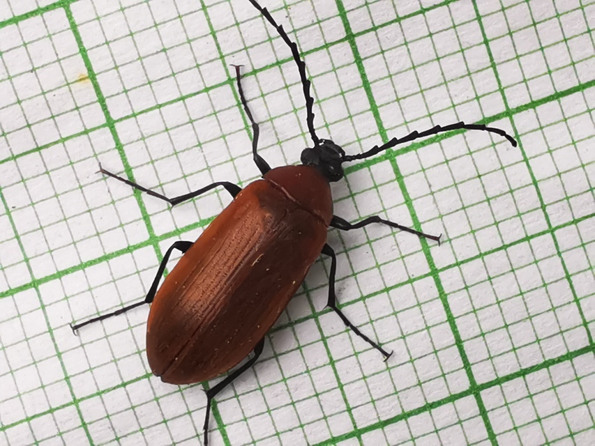 Pseudocistela ceramboides - narancssárga alkonybogár