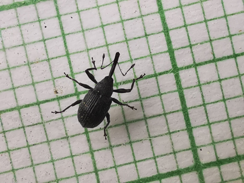 Anthonomus rubi - szamóca-bimbólikasztó Anthonomus rubi - szamóca-bimbólikasztó