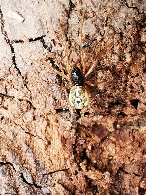 Pachygnatha degeeri