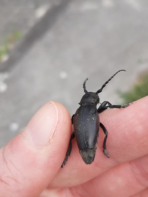 Dorcadion aethiops - fekete gyalogcincér