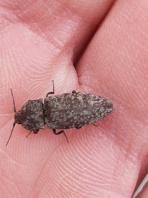 Agrypnus murinus - egérszínű pikkelyespattanó