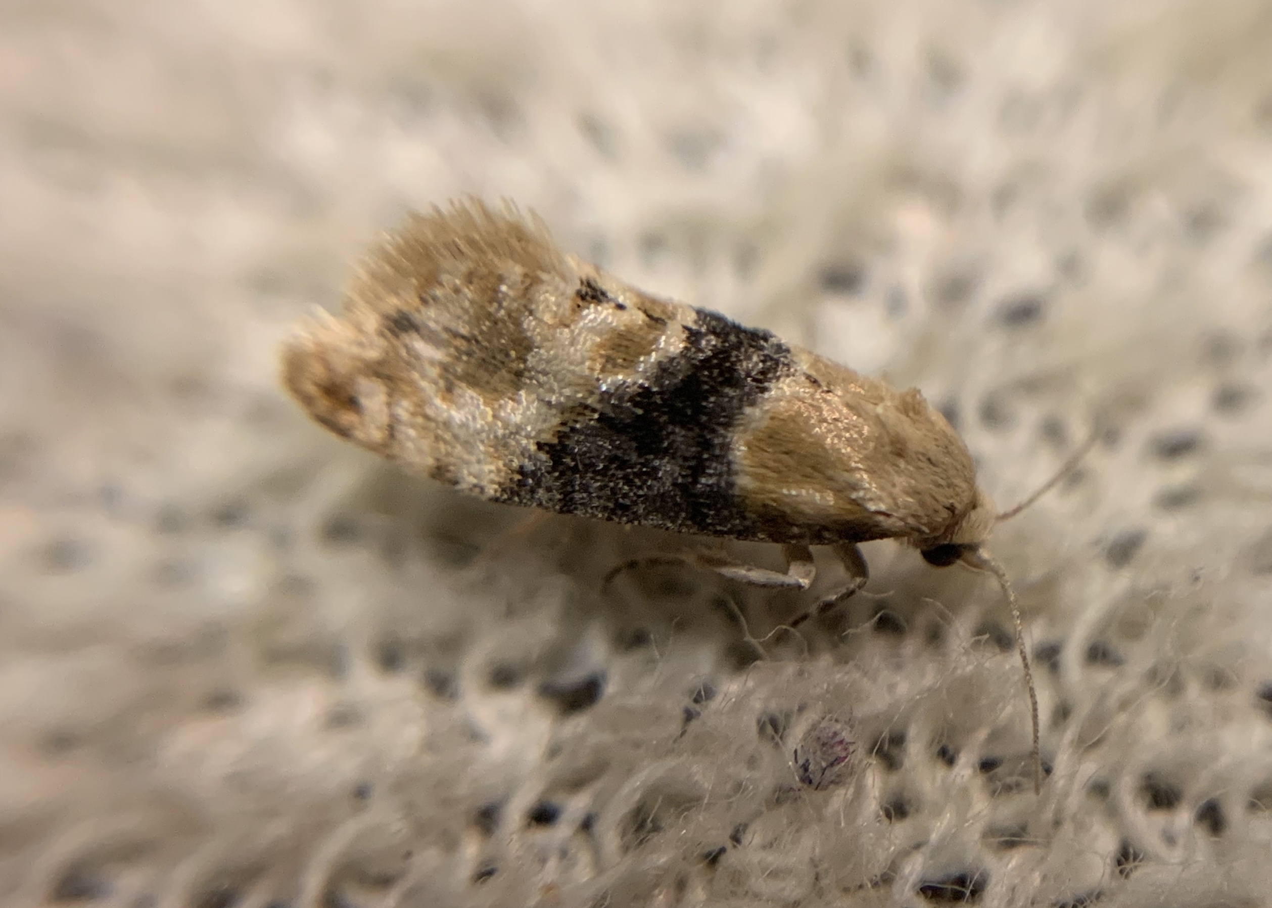 Eupoecilia ambiguella - nyerges szőlőmoly