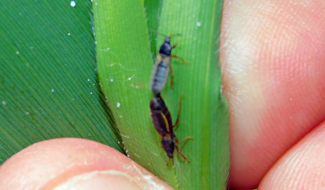 Dimorphopterus
