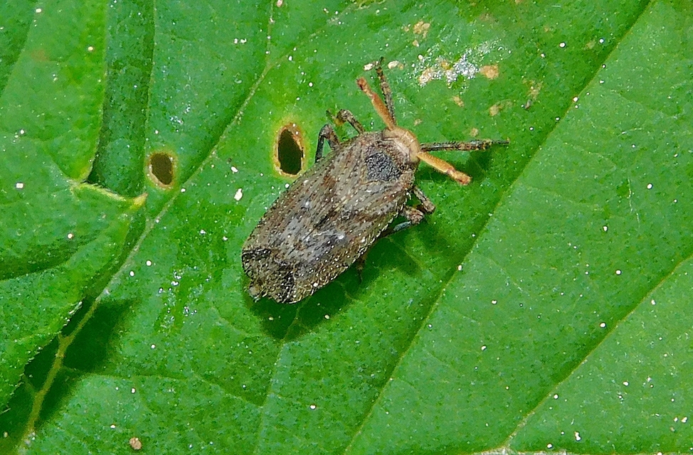 Asiraca clavicornis