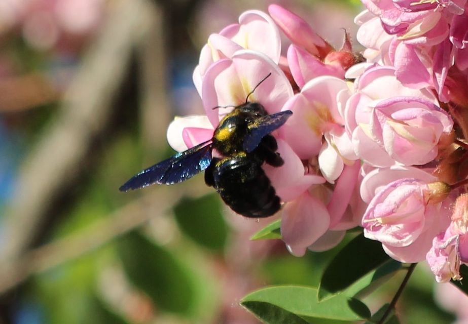 Xylocopa