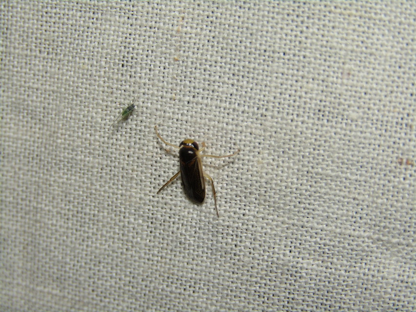 Corixidae - búvárpoloskák Corixidae - búvárpoloskák