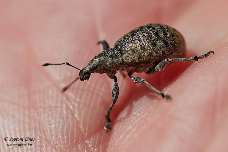Liophloeus tessulatus - kockás barabolyormányos