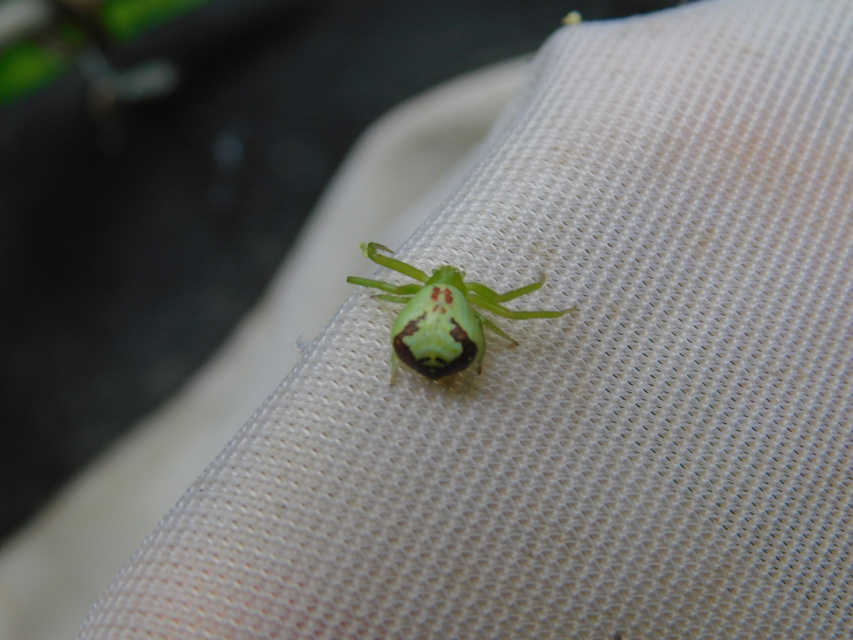 Ebrechtella tricuspidata - alakoskodó karolópók