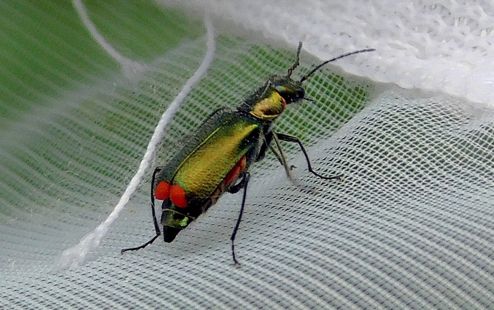Malachius bipustulatus - kétfoltos bibircsesbogár