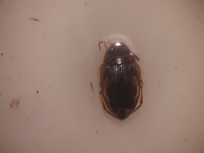 Bidessus nasutus - tarka törpecsíkbogár