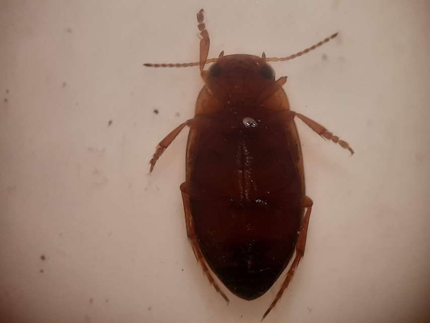 Porhydrus obliquesignatus - foltos selymescsíkbogár