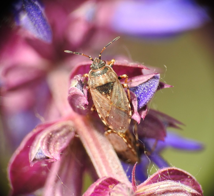 Platyplax salviae - zsályabodobács
