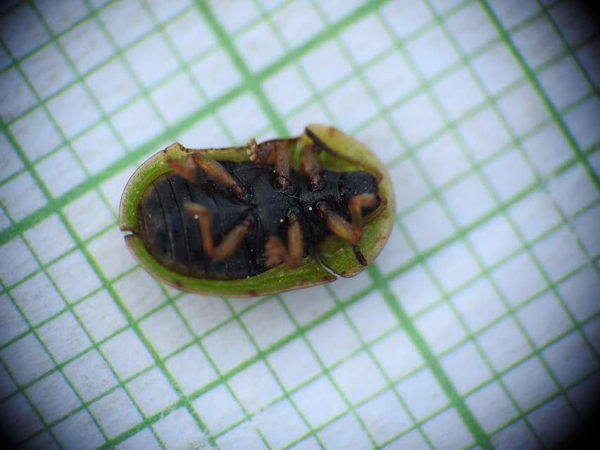 Cassida Cassida