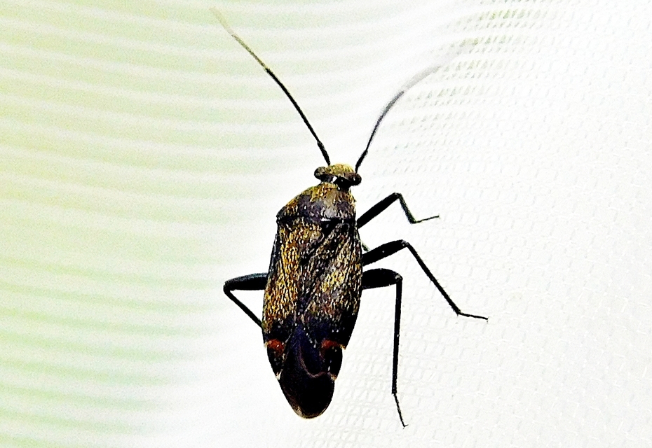 Adelphocoris seticornis - szegélyes mezeipoloska