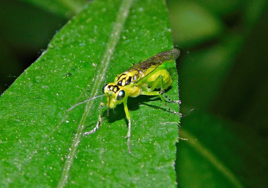 Rhogogaster