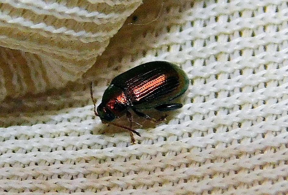 Crepidodera