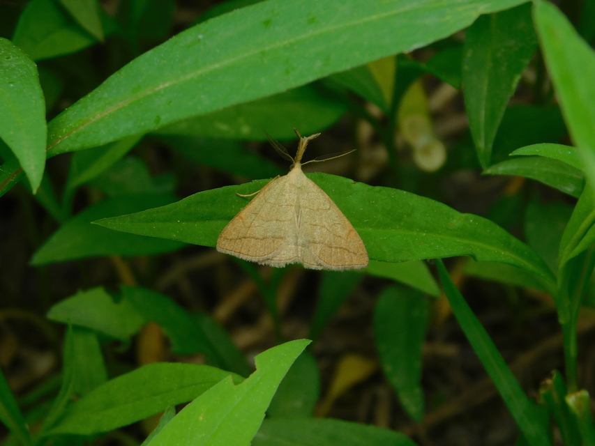 Polypogon tentacularia - sötétaljú karcsúbagoly