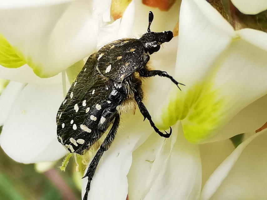 Oxythyrea funesta - sokpettyes virágbogár