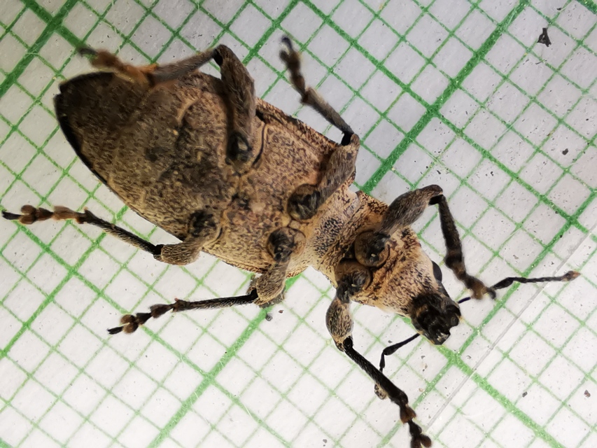 Tanymecus palliatus - közönséges hegyesfarúbarkó