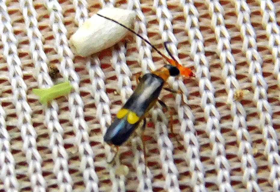 Malthinus