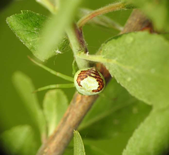 Ebrechtella tricuspidata - alakoskodó karolópók