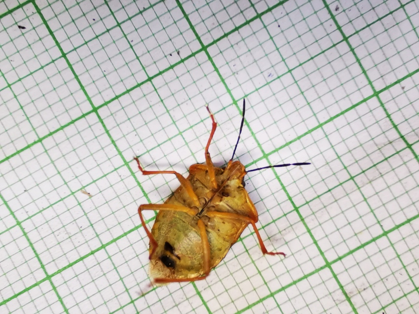 Carpocoris