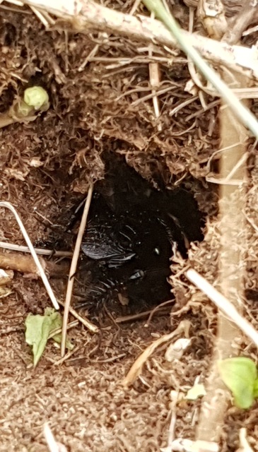 Gryllus campestris - mezei tücsök