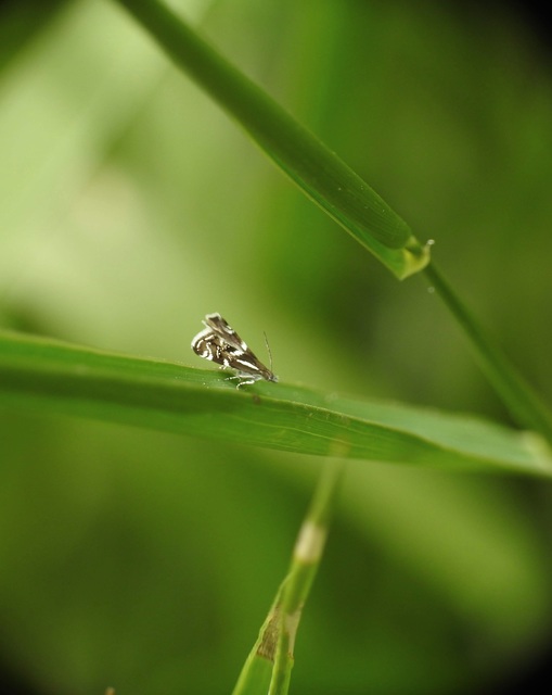Millieria dolosalis - farkasalmamoly
