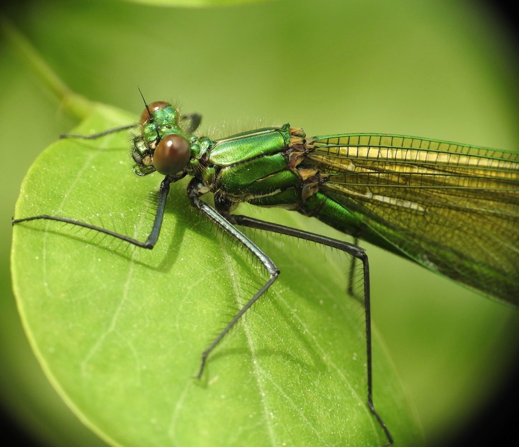 Calopteryx splendens - sávos szitakötő