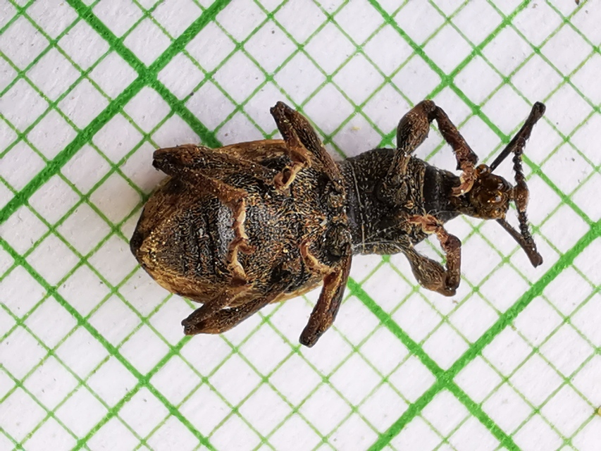 Otiorhynchus raucus - molyhos gyalogormányos