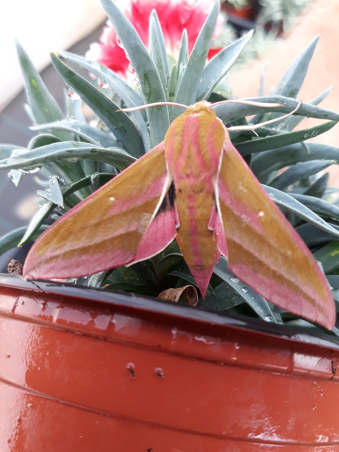 Deilephila elpenor - szőlőszender